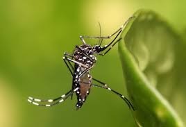 Saúde confirma 75 casos de dengue em Cascavel 