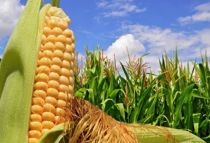 Falta de chuva atrasa safra de milho nos EUA 
