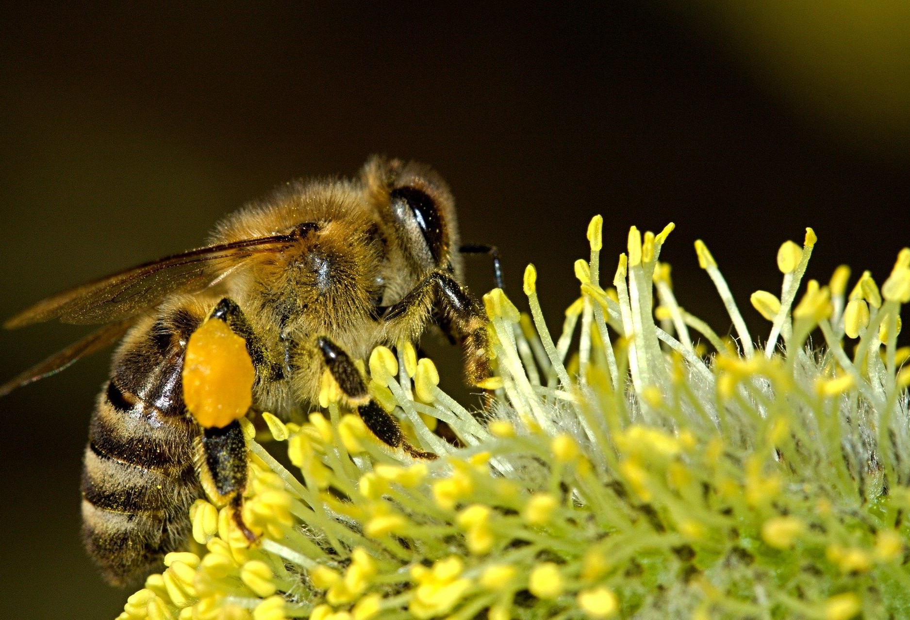 Defesa Civil alerta para surto de abelhas 
