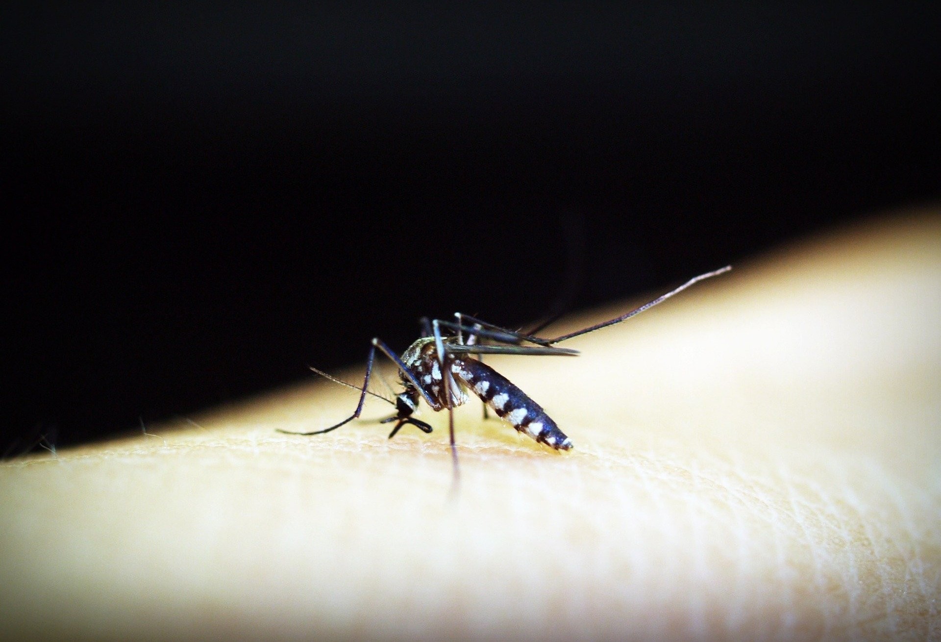 Cascavel contabiliza 8 casos de dengue 