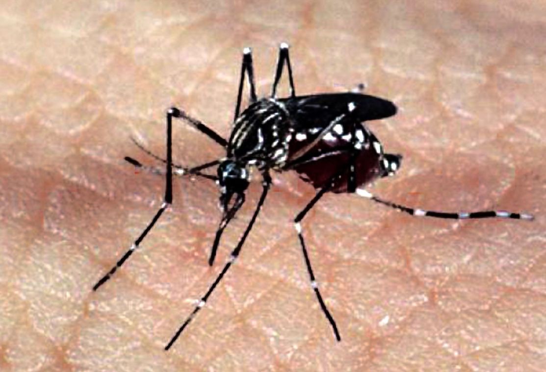 Paraná tem 819 casos confirmados de dengue