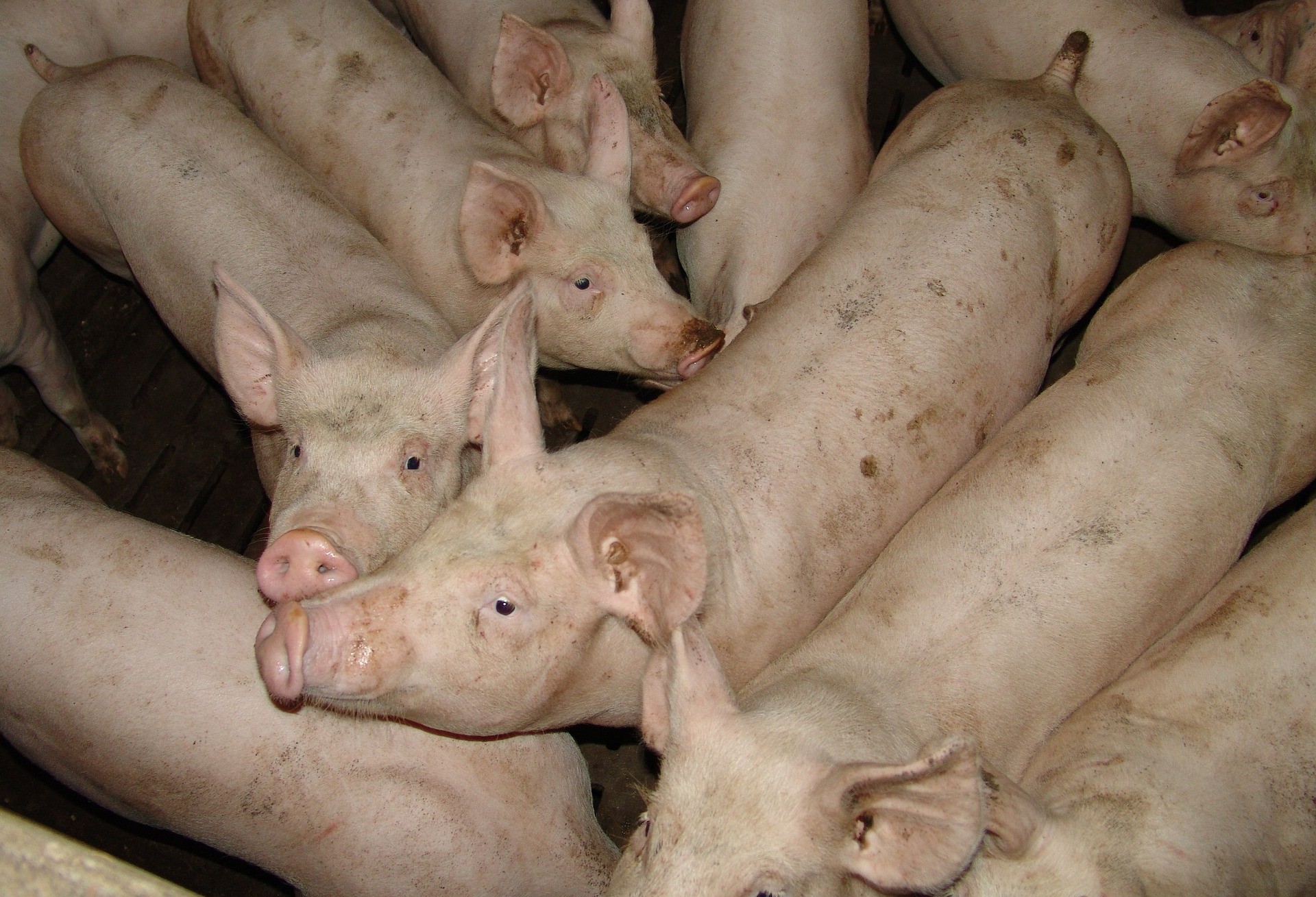Municípios do Paraná lideram produção nacional de suínos, tilápia, leite e mel