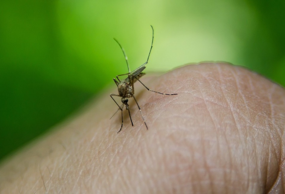 Novos casos de dengue são registrados em Cascavel 