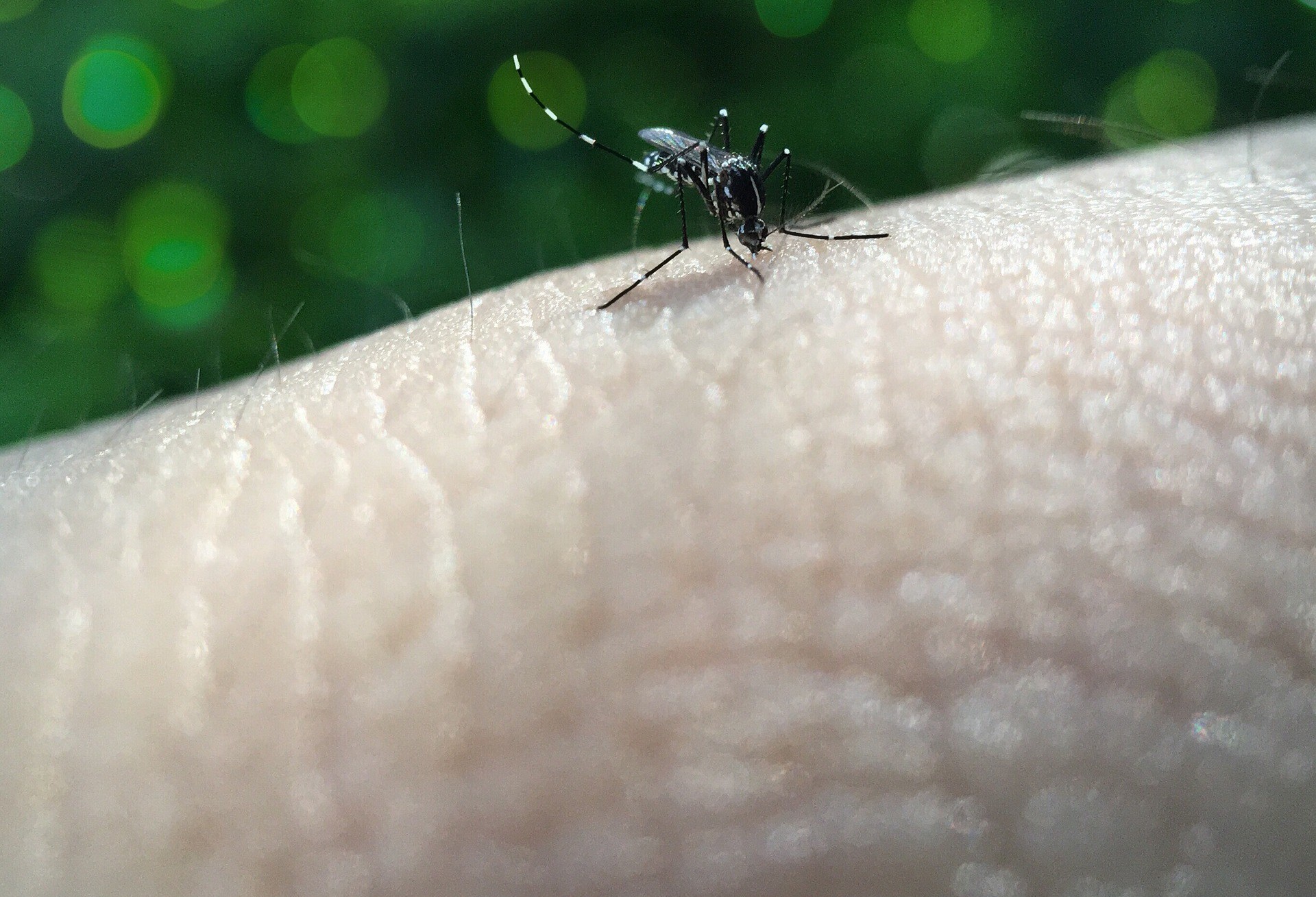 Cascavel tem 22 casos de dengue 