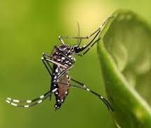 Cascavel registra mais duas mortes por dengue